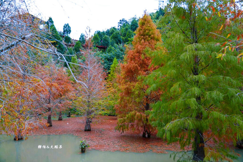 三灣落羽松秘境 ❙ 2023落羽松最新現況,最美冬季調色盤,