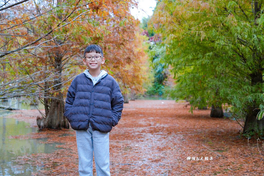 三灣落羽松秘境 ❙ 2023落羽松最新現況,最美冬季調色盤,