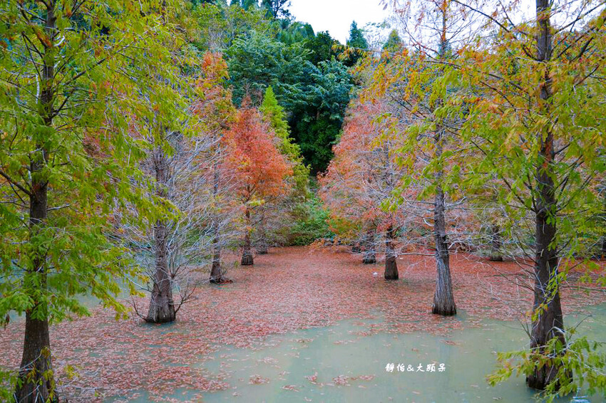 三灣落羽松秘境 ❙ 2023落羽松最新現況,最美冬季調色盤,
