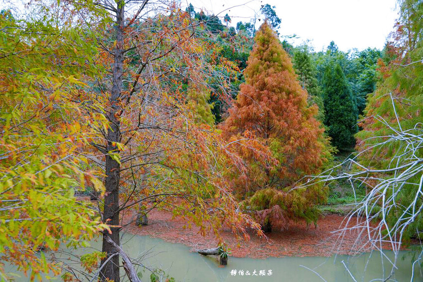 三灣落羽松秘境 ❙ 2023落羽松最新現況,最美冬季調色盤,