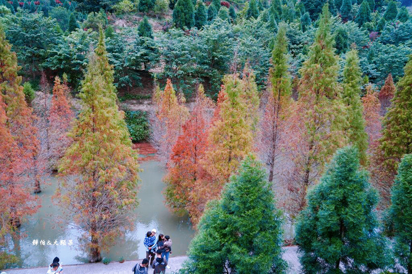 三灣落羽松秘境 ❙ 2023落羽松最新現況,最美冬季調色盤,