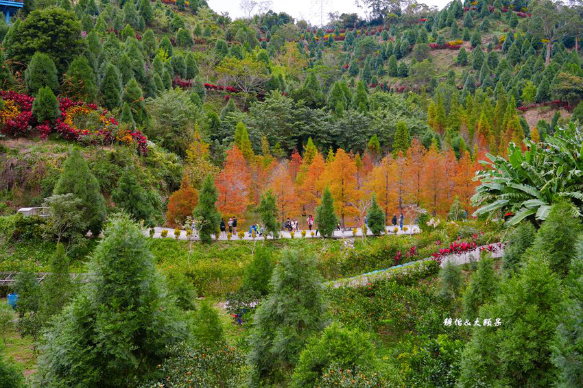 三灣落羽松秘境 ❙ 2023落羽松最新現況,最美冬季調色盤,