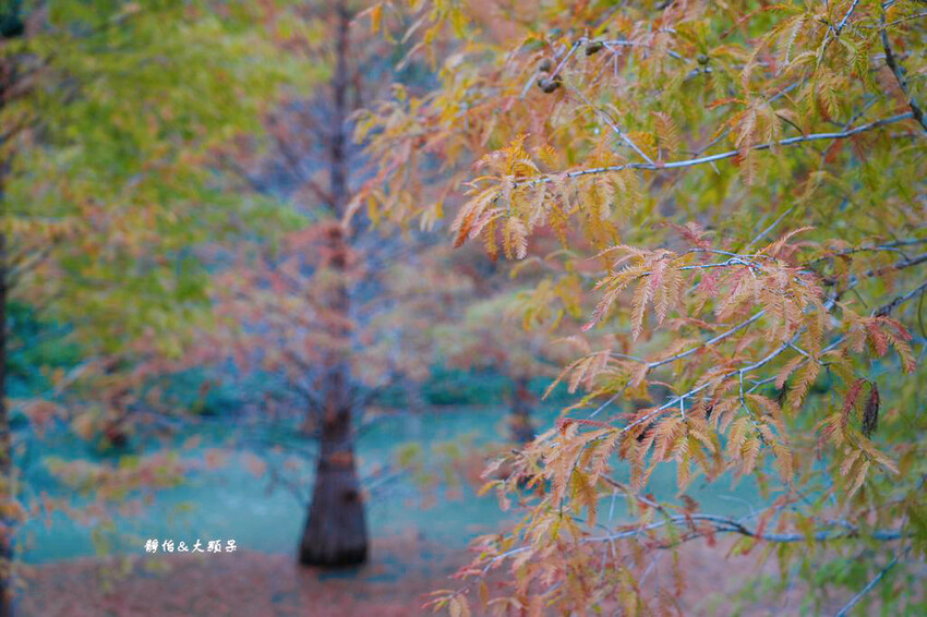 三灣落羽松秘境 ❙ 2023落羽松最新現況,最美冬季調色盤,