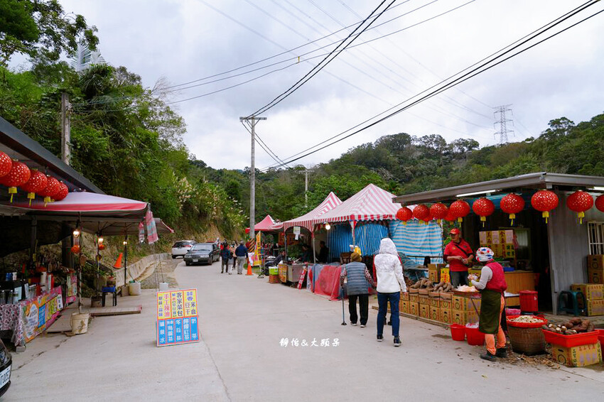 三灣落羽松秘境 ❙ 2023落羽松最新現況,最美冬季調色盤,