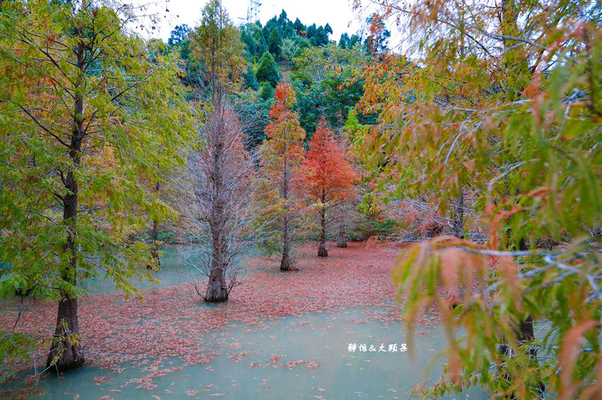 三灣落羽松秘境 ❙ 2023落羽松最新現況,最美冬季調色盤,