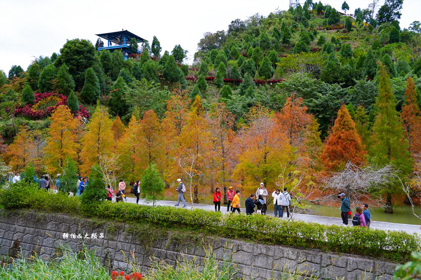 三灣落羽松秘境 ❙ 2023落羽松最新現況,最美冬季調色盤,