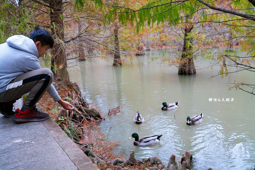 三灣落羽松秘境 ❙ 2023落羽松最新現況,最美冬季調色盤,