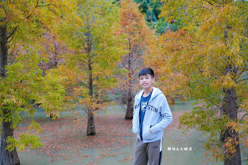 三灣落羽松秘境 ❙ 2023落羽松最新現況,最美冬季調色盤,