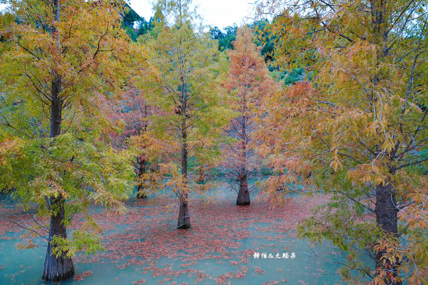 三灣落羽松秘境 ❙ 2023落羽松最新現況,最美冬季調色盤,