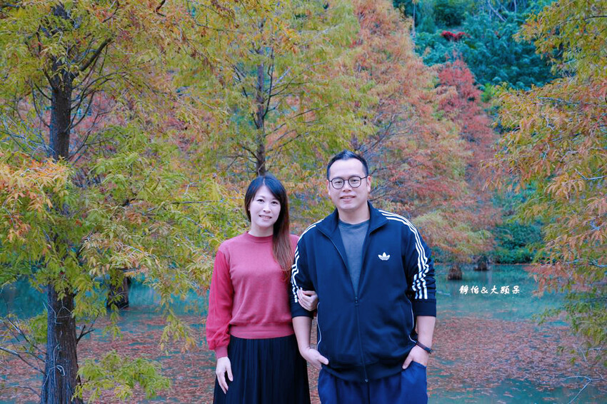 三灣落羽松秘境 ❙ 2023落羽松最新現況,最美冬季調色盤,