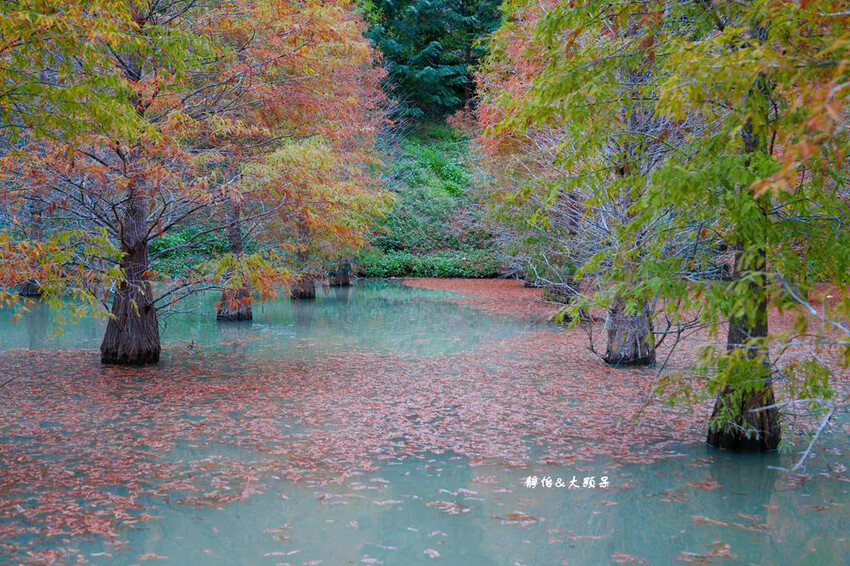 三灣落羽松秘境 ❙ 2023落羽松最新現況,最美冬季調色盤,