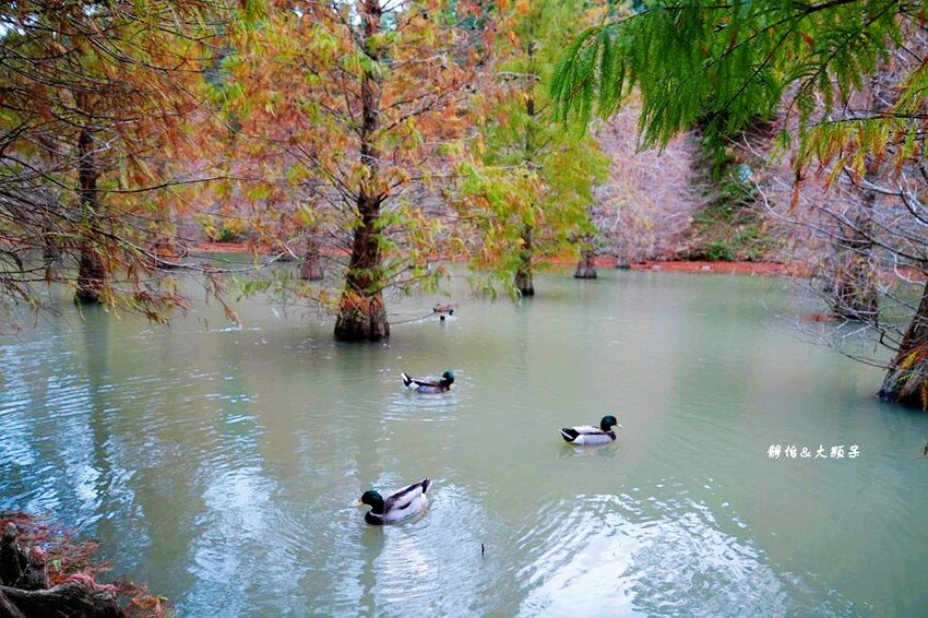 三灣落羽松秘境 ❙ 2023落羽松最新現況,最美冬季調色盤,