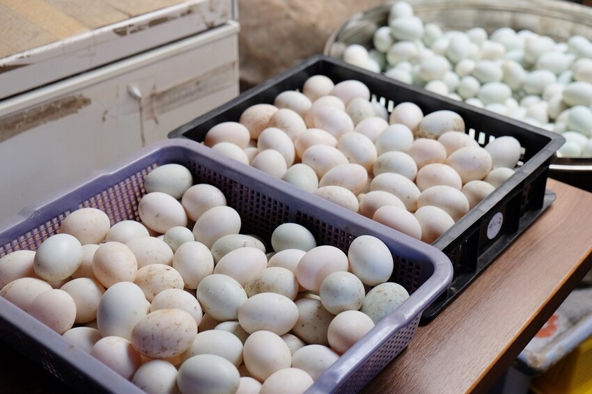 屏東車城鄉|四重溪溫泉村散策 溫泉老街著名美食 潘氏農場 鹹鴨蛋DIY體驗 親子體驗好推薦|西莉亞玩樂人生 屏東車城鄉|潘氏農場 四重溪溫泉老街著名美食 鹹鴨蛋DIY體