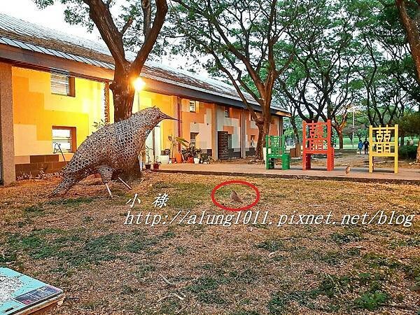 衛武營野生活 (8).jpg