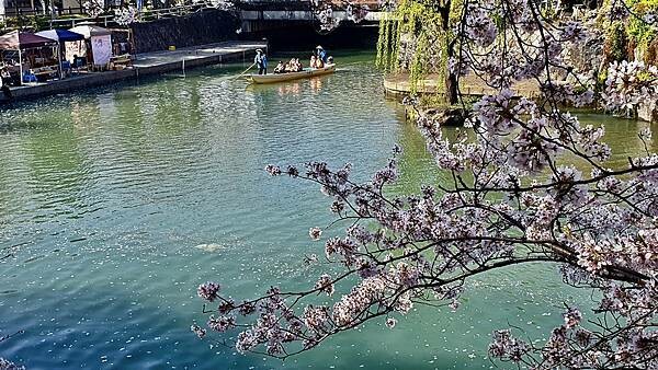 2023日本賞櫻自由行~岐阜縣大垣城、水門川