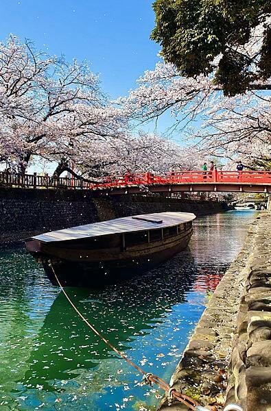 2023日本賞櫻自由行~岐阜縣大垣城、水門川