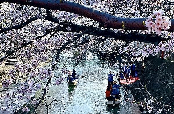 2023日本賞櫻自由行~岐阜縣大垣城、水門川