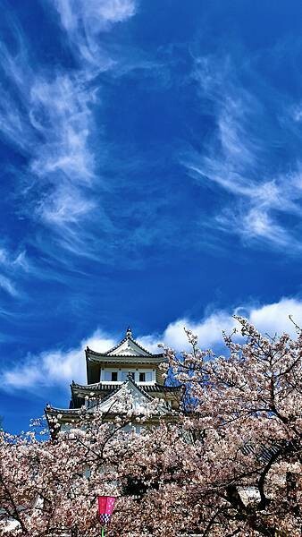 2023日本賞櫻自由行~岐阜縣大垣城、水門川