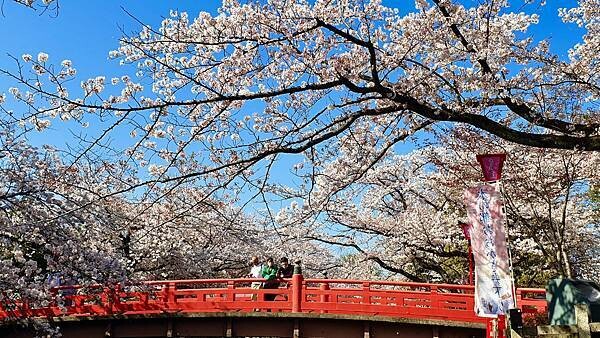 2023日本賞櫻自由行~岐阜縣大垣城、水門川