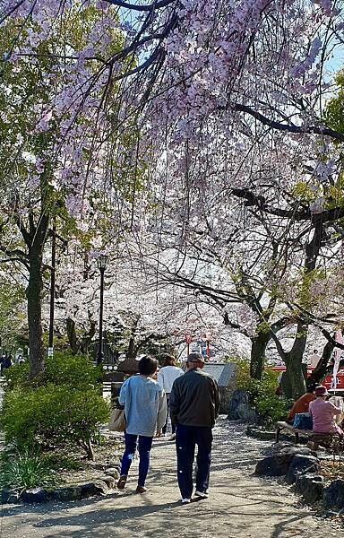 2023日本賞櫻自由行~岐阜縣大垣城、水門川