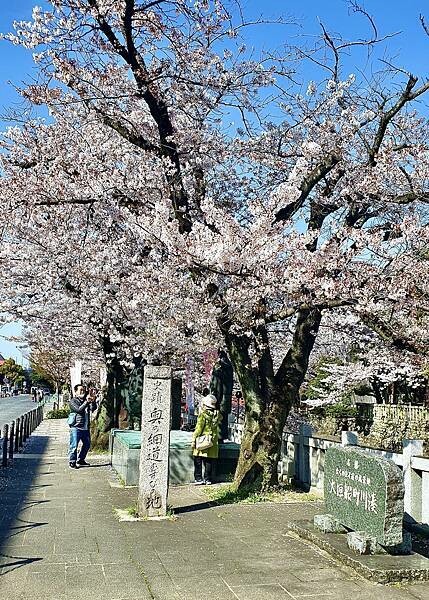 2023日本賞櫻自由行~岐阜縣大垣城、水門川