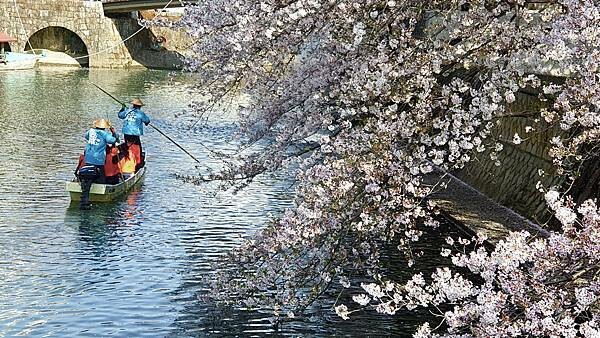 2023日本賞櫻自由行~岐阜縣大垣城、水門川