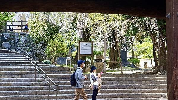 2023日本賞櫻自由行~岐阜縣大垣城、水門川