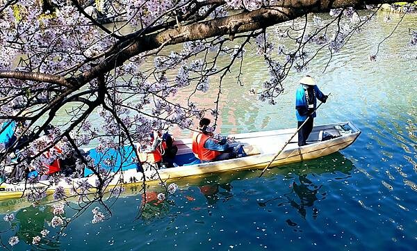 2023日本賞櫻自由行~岐阜縣大垣城、水門川