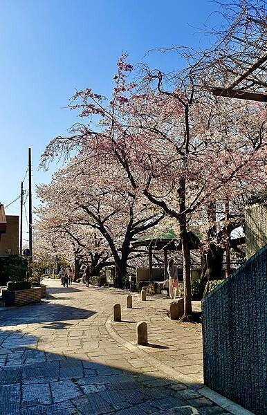 2023日本賞櫻自由行~岐阜縣大垣城、水門川