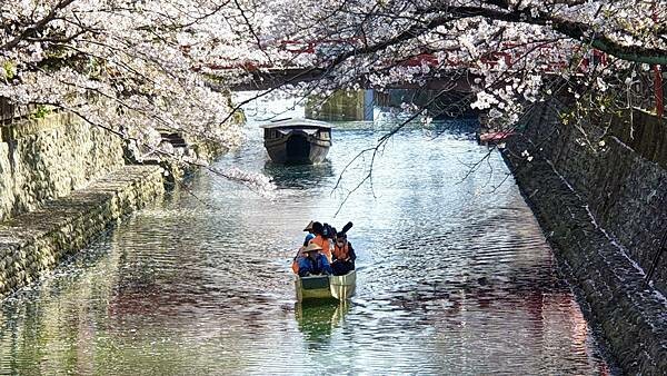 2023日本賞櫻自由行~岐阜縣大垣城、水門川