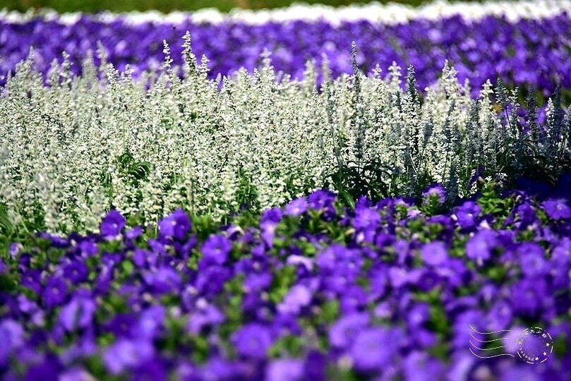 2023延平河濱公園花海