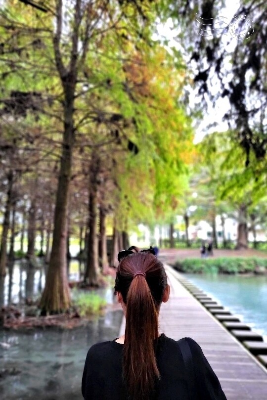 花蓮【雲山水】：牛奶色夢幻湖，冬之落羽松如北國之境