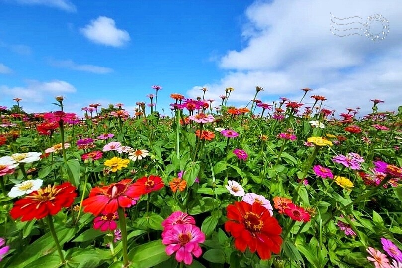 2023臺中國際花毯節美食區 2023臺中國際花毯節美食區