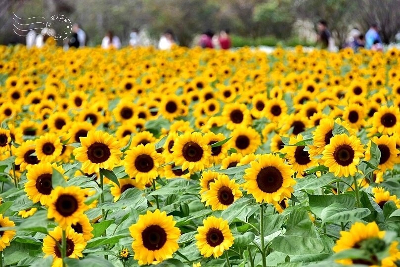 2023臺中國際花毯節 2023臺中國際花毯節