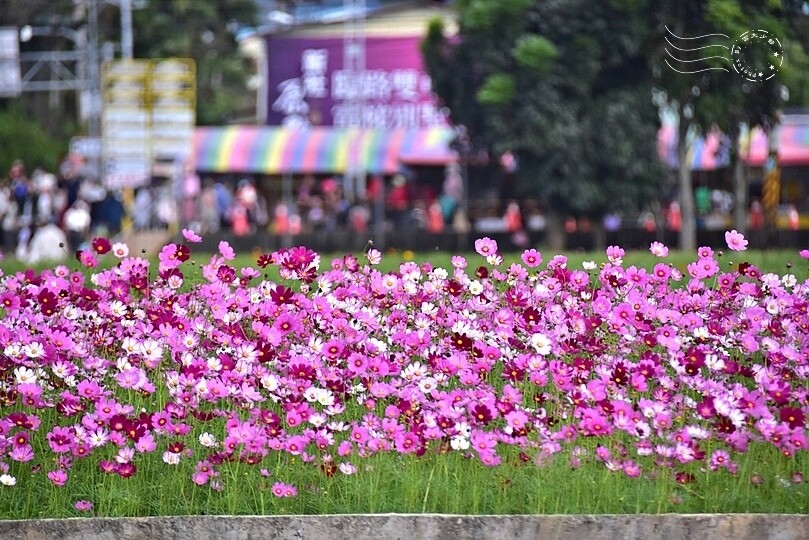 2023臺中國際花毯節 2023臺中國際花毯節