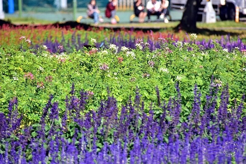 2023延平河濱公園花海