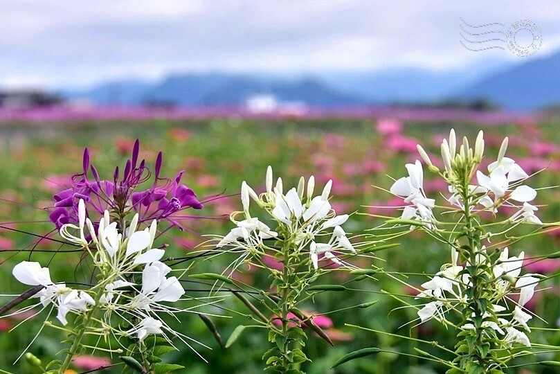 2023臺中國際花毯節 2023臺中國際花毯節