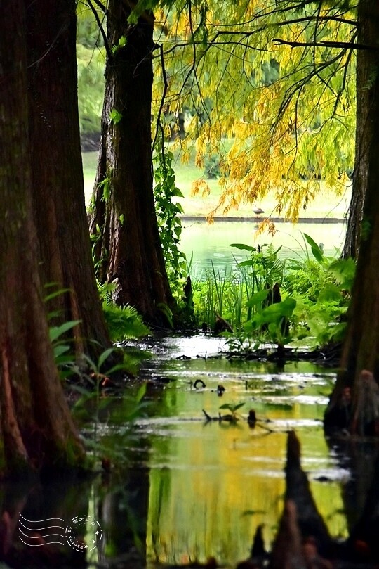 花蓮【雲山水】：牛奶色夢幻湖，冬之落羽松如北國之境