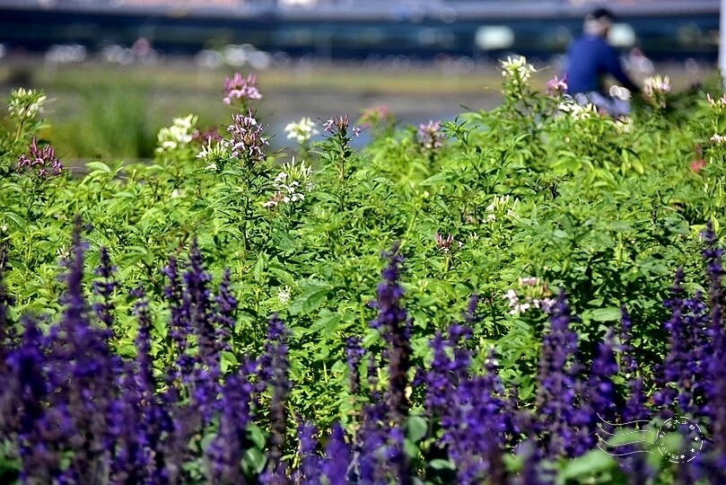 2023延平河濱公園花海