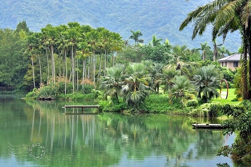 花蓮【雲山水】：牛奶色夢幻湖，冬之落羽松如北國之境