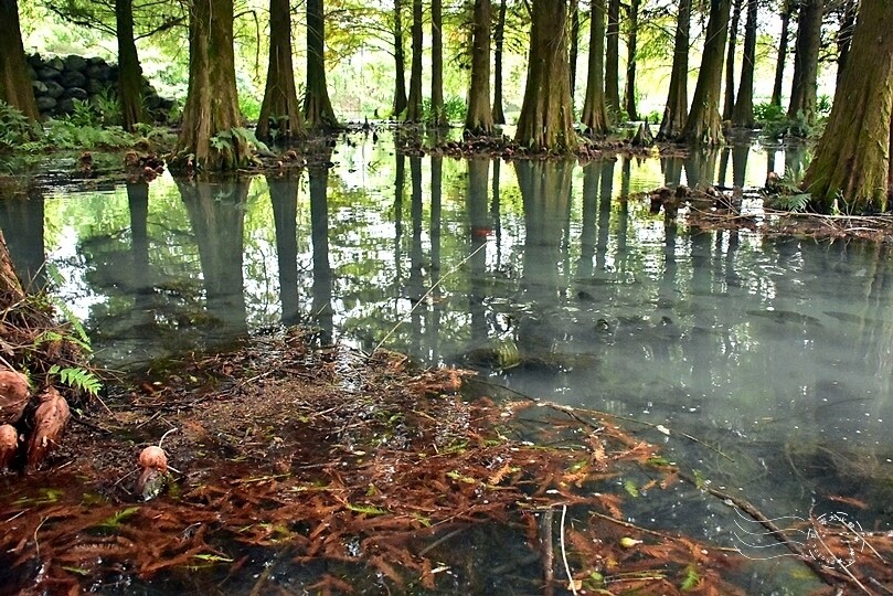 花蓮【雲山水】：牛奶色夢幻湖，冬之落羽松如北國之境
