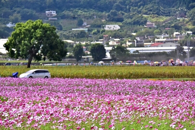 2023臺中國際花毯節 2023臺中國際花毯節