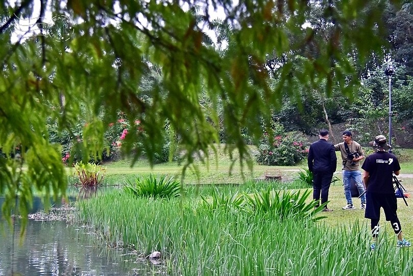 花蓮【雲山水】：牛奶色夢幻湖，冬之落羽松如北國之境