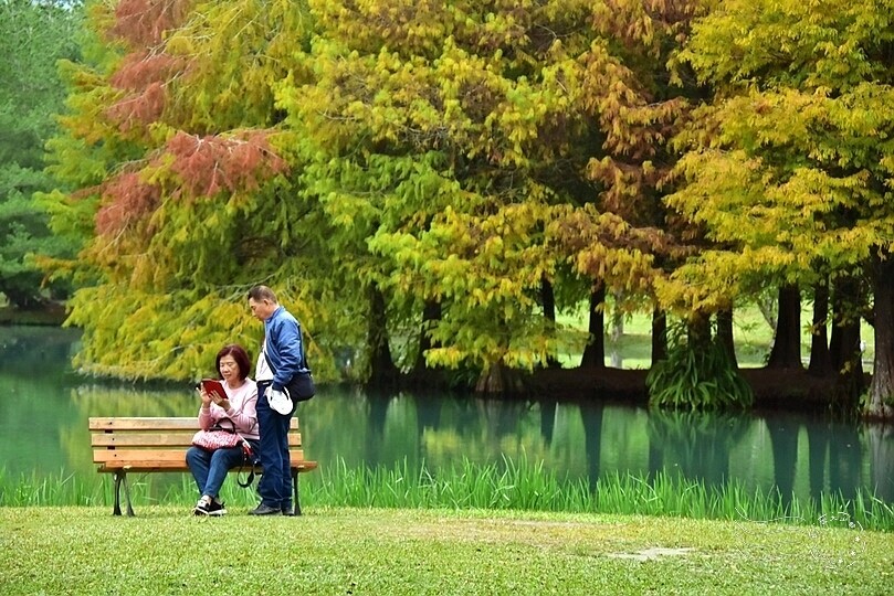 花蓮【雲山水】：牛奶色夢幻湖，冬之落羽松如北國之境