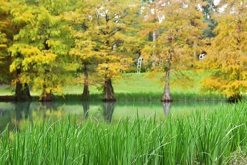花蓮【雲山水】：牛奶色夢幻湖，冬之落羽松如北國之境