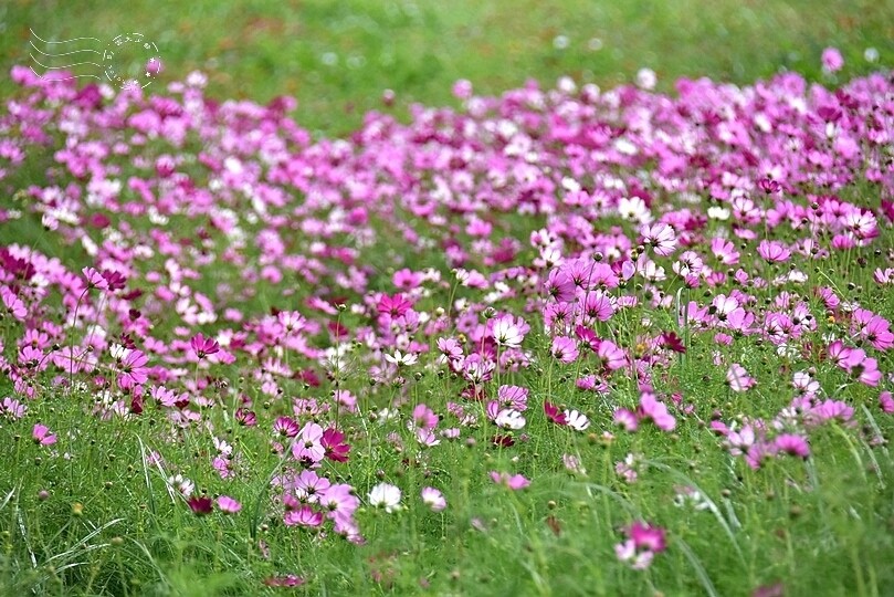 2023臺中國際花毯節 2023臺中國際花毯節