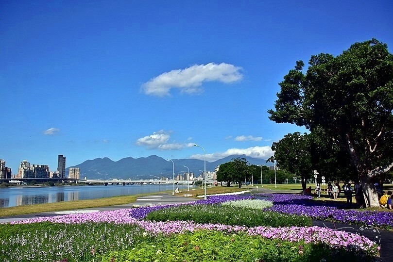 2023延平河濱公園花海