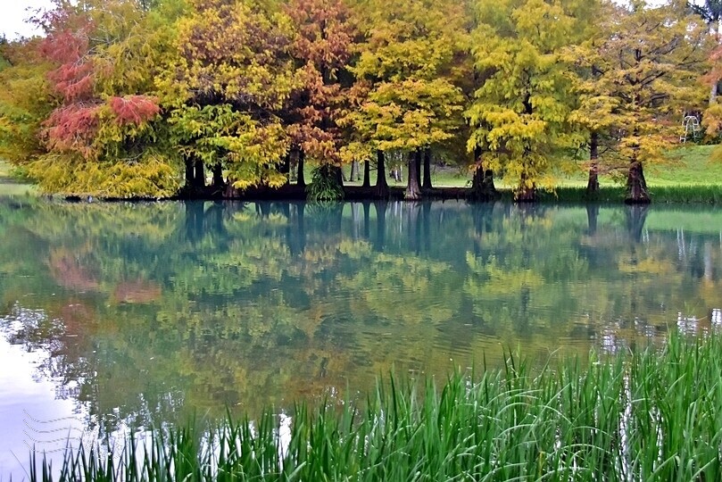 花蓮【雲山水】：牛奶色夢幻湖，冬之落羽松如北國之境