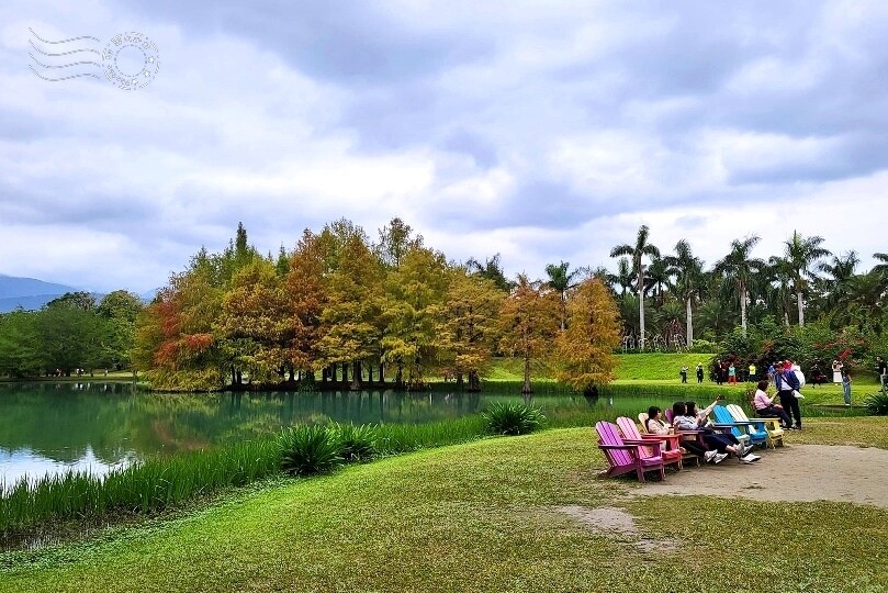 花蓮【雲山水】：牛奶色夢幻湖，冬之落羽松如北國之境