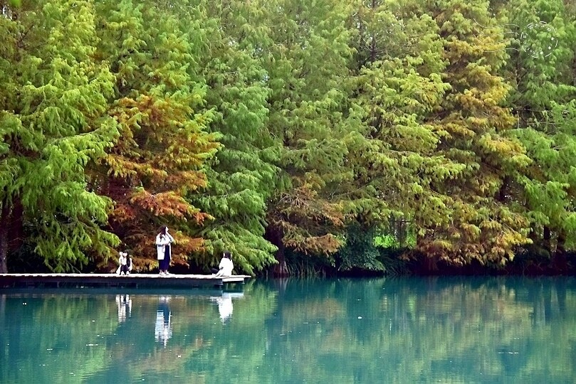 花蓮【雲山水】：牛奶色夢幻湖，冬之落羽松如北國之境